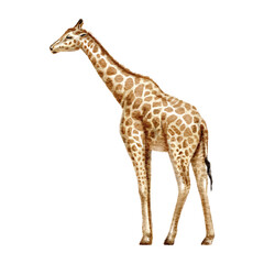 Naklejki  Watercolor hand drawn giraffe isolated on a white background. Realistic tropical animal illustration.