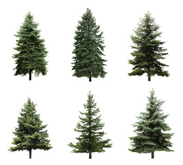 Beautiful evergreen fir trees on white background, collage