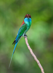 Blue-throated Bee-eater ,Beautiful bird in the wild