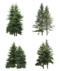 Beautiful evergreen fir trees on white background, collage