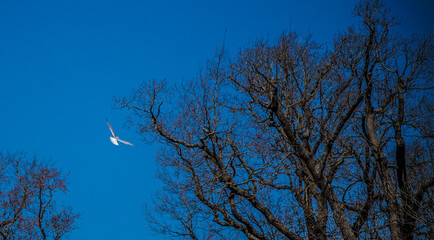 white seagull close-up against blue sky 