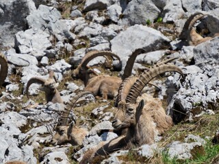 Bouquetin mâle gardant son clan dans le vercors