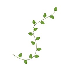 Sprig of oregano herbs, fragrant herbs for cooking, vector clipart in flat style, isolate on white.