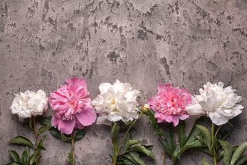 Paionies flowers isolated on grey background. Space for text.