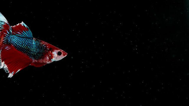 Super slow motion of Siamese fighting fish, Betta splendens. Isolated on black background.