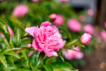 Romantic pink peonies in spring garden sunny day