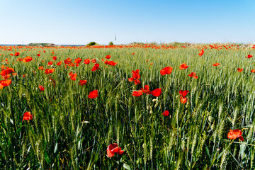 Wild Red poppies field in spring time in Brihuega, Guadalajara, Spain. Abstract background with poppies in the field.