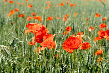 Wild Red poppies field in spring time in Brihuega, Guadalajara, Spain. Abstract background with poppies in the field.