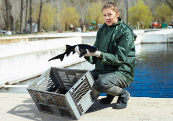 Female fish farm worker holding adult sturgeon fish
