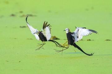 Beautiful bird, pheasant-tailed jacana flying on green background
