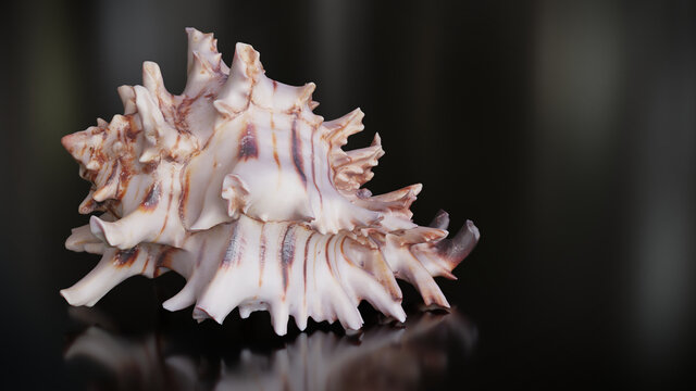 Hexaplex princeps, marine gastropod mollusk on shiny background