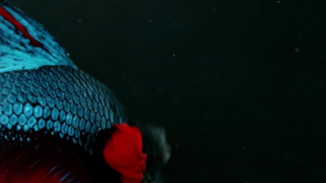 Super slow motion of Siamese fighting fish, Betta splendens. Isolated on black background.