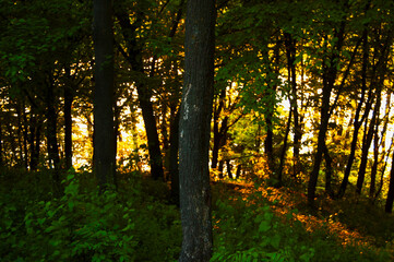 sunset in the bright evening forest