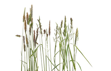 Common bent grasses spikelet flowers wild meadow plants isolated on white background. Abstract fresh wild grass flowers, herbs. - obrazy, fototapety, plakaty