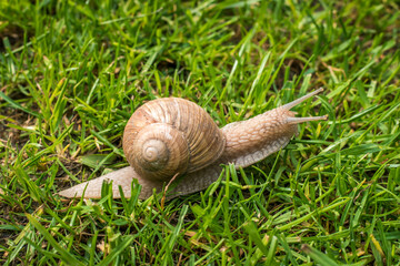 snail on a green grass