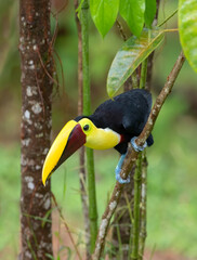 Yellow-throated Toucan (Black-mandibled) perched on a mossy branch in the tropical rainforests, Boca Tapada, Laguna de Lagarto Lodge, Costa Rica