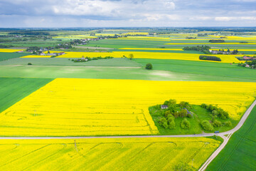 Pola kwitnącego rzepaku © Dejan Gospodarek