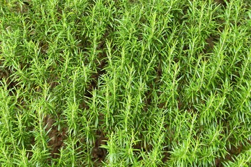 Rosemary herb garden.