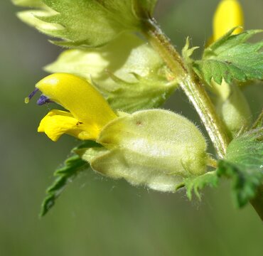 Macro detail of flower of Rhinanthus alectorolophus plant. Yellow and purple flower, sunny day.