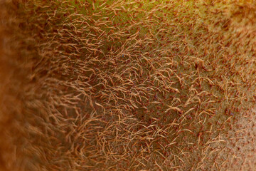 Kiwi skin close up. Brown hair background, texture.