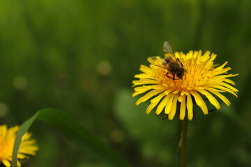Bee on yellow dandelion flower outdoors, closeup. Space for text