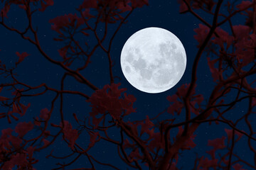 Full moon with flowers branch silhouette in the night.