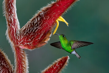 Green-crowned brilliant hummingbird (Heliodoxa jacula) feeding on flower in Costa Rica