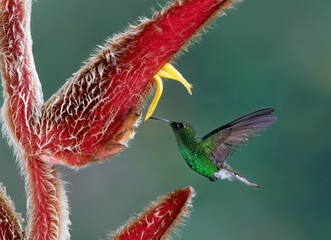 Green-crowned brilliant hummingbird (Heliodoxa jacula) feeding on flower in Costa Rica