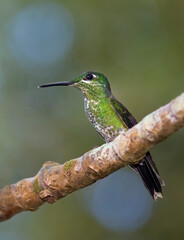 Green-crowned brilliant hummingbird (Heliodoxa jacula) perched on branch in Costa Rica