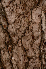 Beautiful close-up view of brown pine tree bark texture