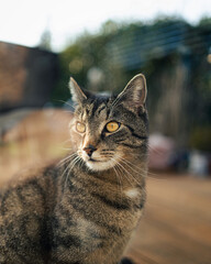 Fototapeta premium Die süßeste Katze die man hier finden kann