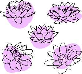 pattern of beautiful lotus flowers