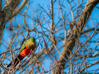 Obraz premium King Parrot In Tree