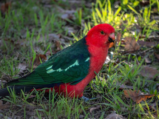 King Parrot In Grass