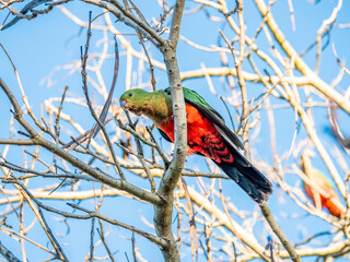 King Parrot Leafless Tree