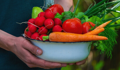 farmer in blue clothes holds ripe vegetables in his hands. Carrots, pink radishes, zucchini, cucumber, onions. No plastic, no waste, ecology