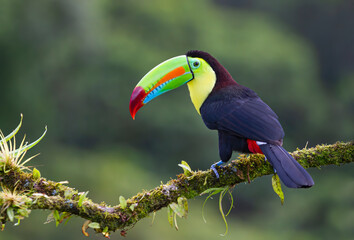 Kleurrijke kiel-billed toekan (Ramphastos sulfuratus), zat op een bemoste tak in de regenwouden, Boca Tapada, Laguna de Lagarto Lodge, Costa Rica