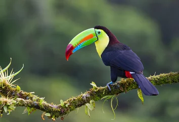 Photo sur Plexiglas Toucan Toucan coloré à bec de quille (Ramphastos sulfuratus), perché sur une branche moussue dans les forêts tropicales, Boca Tapada, Laguna de Lagarto Lodge, Costa Rica