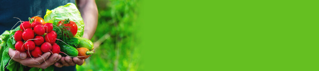 farmer in blue clothes holds ripe vegetables in his hands. Carrots, pink radishes, zucchini, cucumber, onions. No plastic, no waste, ecology