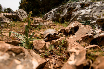 Wild turtle is walk at stoned meadow on a sunny day