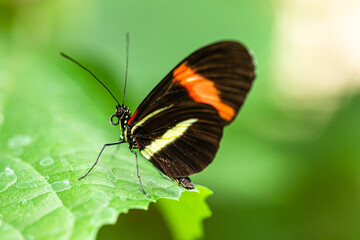 exotic butterfly photographed close-up