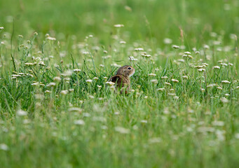 Ground Squirrel (Spermophilus citellus) eats the grass, looking around the neighborhood.