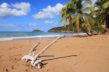 Fototapeta na wymiar Guadeloupe sandy beach - Basse-Terre