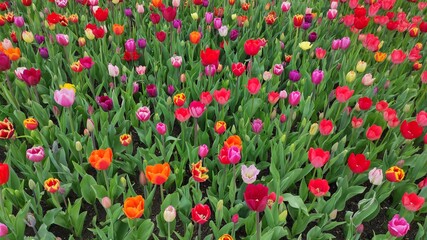 sea of tulips
