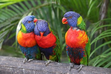 Rainbow lorikeet parrots - obrazy, fototapety, plakaty