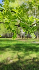 green leaves in sunlight