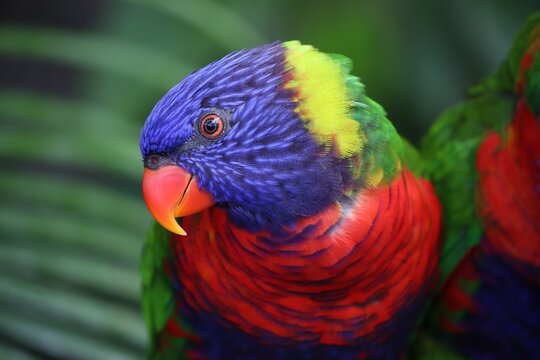 Rainbow lorikeet parrot