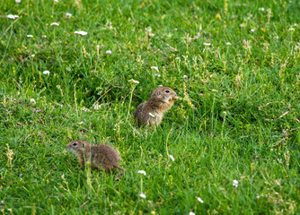 Ground Squirrel (Spermophilus citellus) eats the grass, looking around the neighborhood.