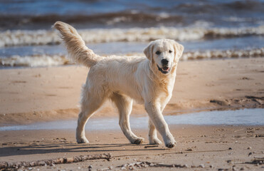 Beautiful golden retriever dog outside.