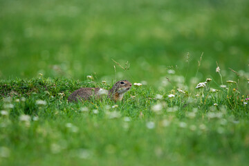 Ground Squirrel (Spermophilus citellus) eats the grass, looking around the neighborhood.